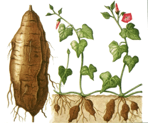 sweet-potato-info0